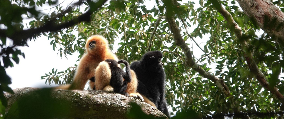 When Technology Meets Critically Endangered Hainan Gibbon